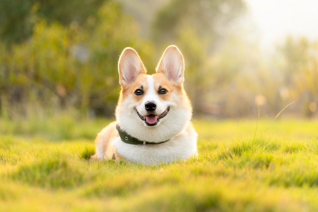 Viajar con tu mascota en autocaravana y camper