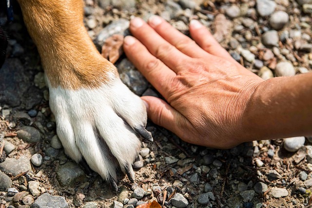 Viajar con tu mascota en autocaravana y camper